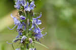 American bellflower